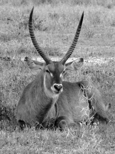   prairie  wildlife  horn  mammal  fauna 