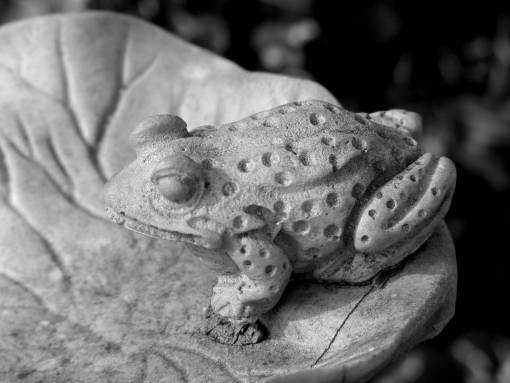   wildlife  frog  toad  reptile  amphibian 