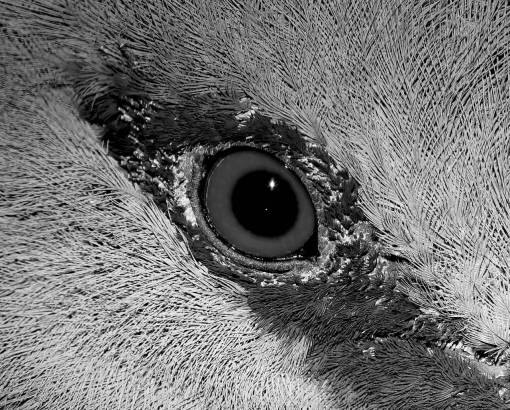   nature  bird  view  beak  macro  close up 