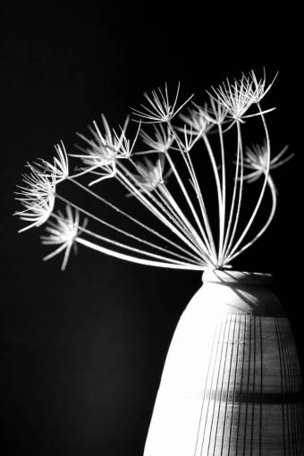   branch  white  flower  dry  vase  autumn 