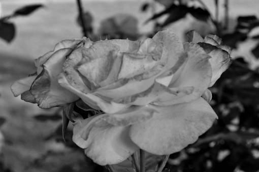 pink flower roses garden nature rose blooming plant shrub petal flowers  — black and white photo