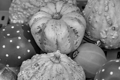 squash harvest merchandise pumpkin market vegetable nutrition autumn nature food