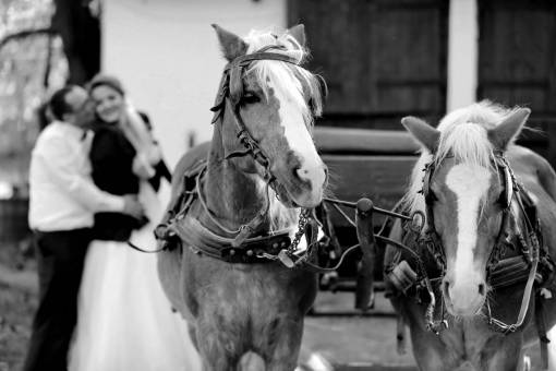 horse groom hug carriage horses romantic cavalry bride kiss