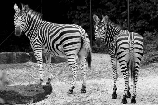   black and white  wildlife  zoo  africa 